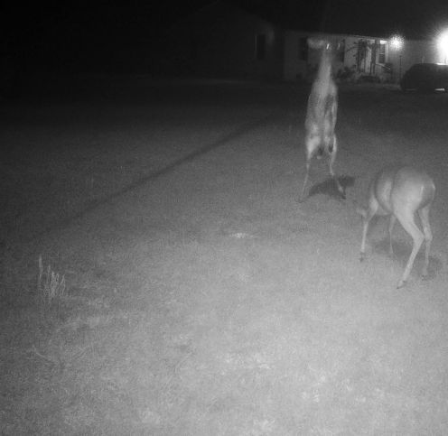 deer n house night.jpg